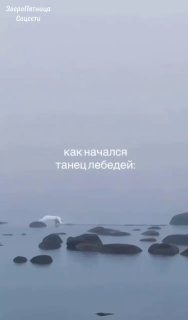 Лебединый танец на Финском заливе и проект «ЗвероПятница»