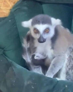 В Брянском зоопарке родился детеныш кошачьего лемура