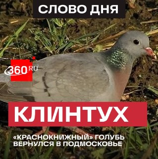 Редкий клинтух снова обжил леса Подмосковья