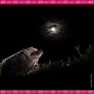 Германия защитит ежей от ночных газонокосилок