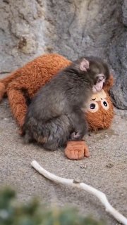 Макака Панч увеличил трафик зоопарка Итикавы почти в четыре раза