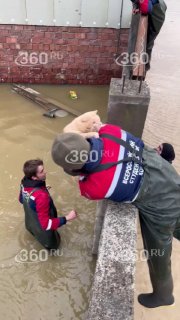 Спасение кота и ликвидация последствий наводнения на Северном Кавказе