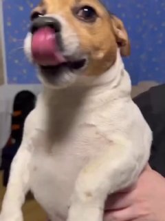 Пёс застрял под ванной после обеда