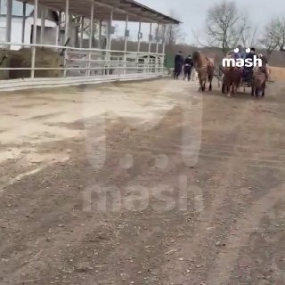 500 гектаров земли во Владимирской области выделят африканерам-переселенцам