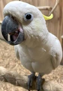 Десятки попугаев отравили в частном зоопарке в Кудрово