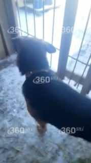 Трехлапую собаку с вещами оставили на улице в Сургуте