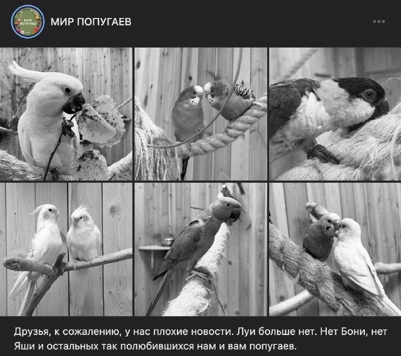 В зоопарке Ленобласти отравили 33 попугая, пострадали сотрудники