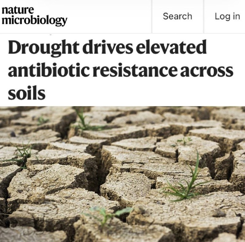Засуха снижает эффективность антибиотиков