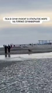 Спасенная в Сочи собака нашла семью и переедет в Калугу