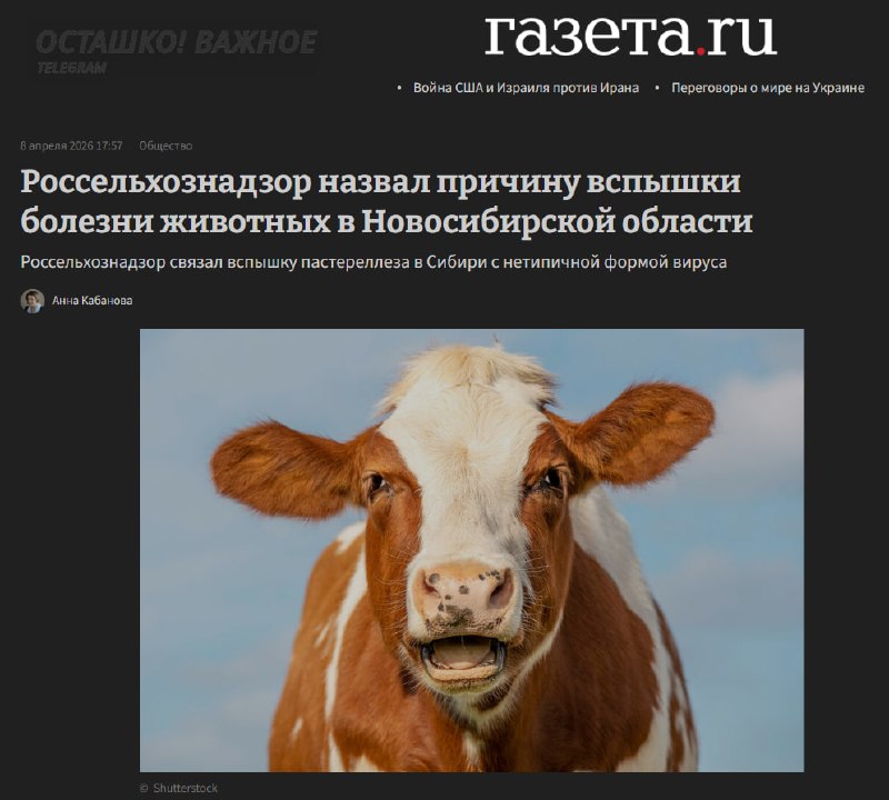 Россельхознадзор обвинил власти в вспышке пастереллёза в Новосибирской области