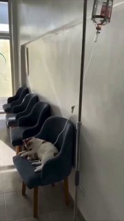 Кот-терапевт Барсик помогает выздоравливать котятам в Москве