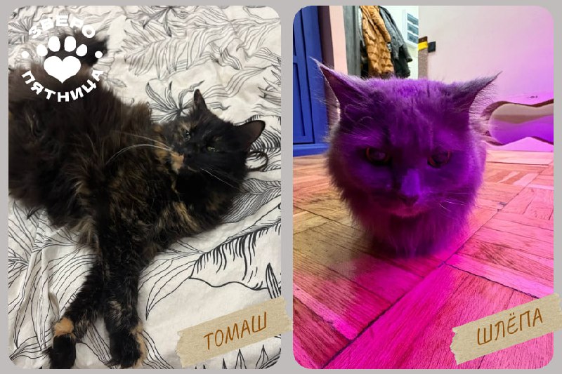 Иллюстрация 5