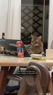 Кошачьи «тыгыдычные» игры: прыжки через коржик и борьба за пакет