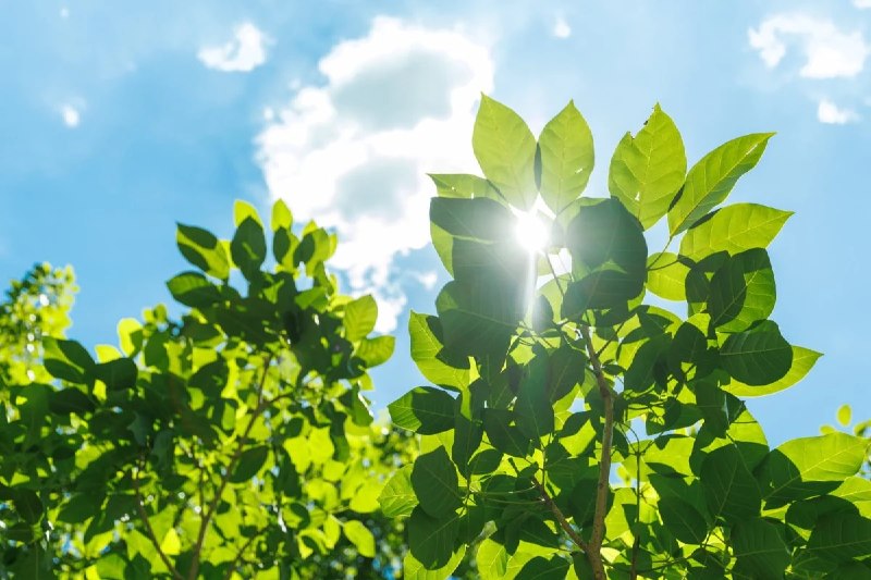 Клетки животных научили преобразовывать свет в энергию