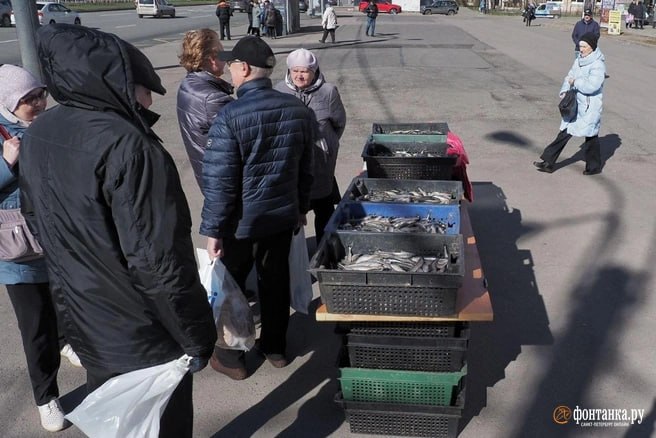 В Петербурге открылись первые точки продажи корюшки