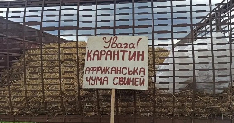 Эпидемия чумы свиней на Украине: цены на мясо растут, контроль отсутствует