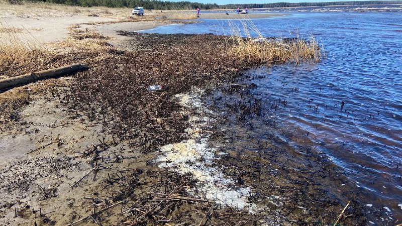 Загрязнение нефтепродуктами обнаружено на берегу Кургальского заказника