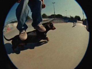 Нейросеть показала «собачников» в скейтпарке