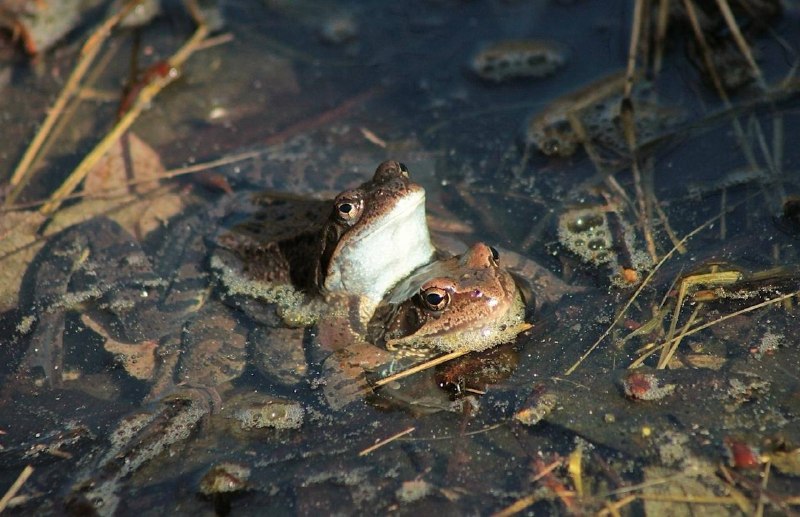 В Петербурге объявили условия старта акции по переносу жаб через дорогу