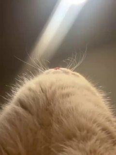 Вирусный котёнок разорвал соцсети