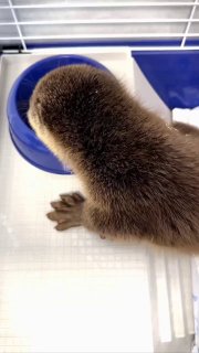 Выдрят из Дагестана приютили в Подмосковье после потопа