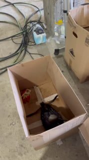 В Анапе спасают птиц после предполагаемого разлива нефти из-за атак БПЛА