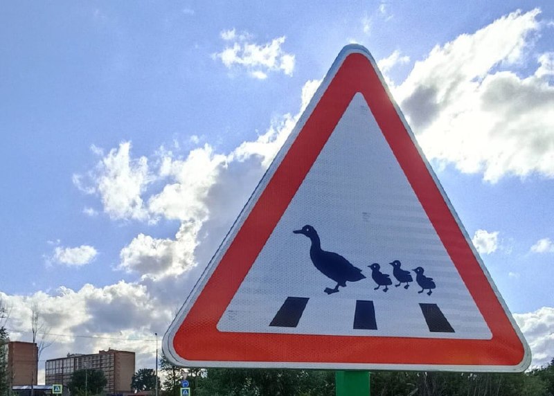 Беспилотник сбил утку в Остине, жители спасли её яйца