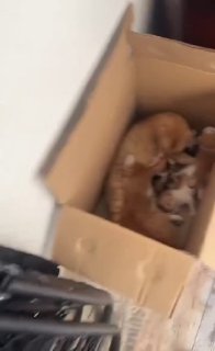 Кот сосёт молоко у матери-кошки: проверка на отравление или просто шутка?