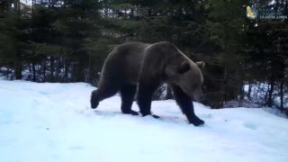 Медведи проснулись и устроили шествие в Петербурге