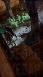 Мнение боевого офицера ВДВ о ситуации с призывом к патриотизму