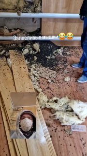 Запасы семечек на ферме в Волгоградской области вызвали шутки о мыши-депутате