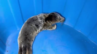 Детеныша тюленя спасли на берегу Финского залива