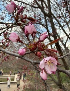 В Ботаническом саду МГУ зацвели первые сакуры