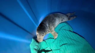 Новый детеныш тюленя прибыл в центр в Репино в пасхальные дни