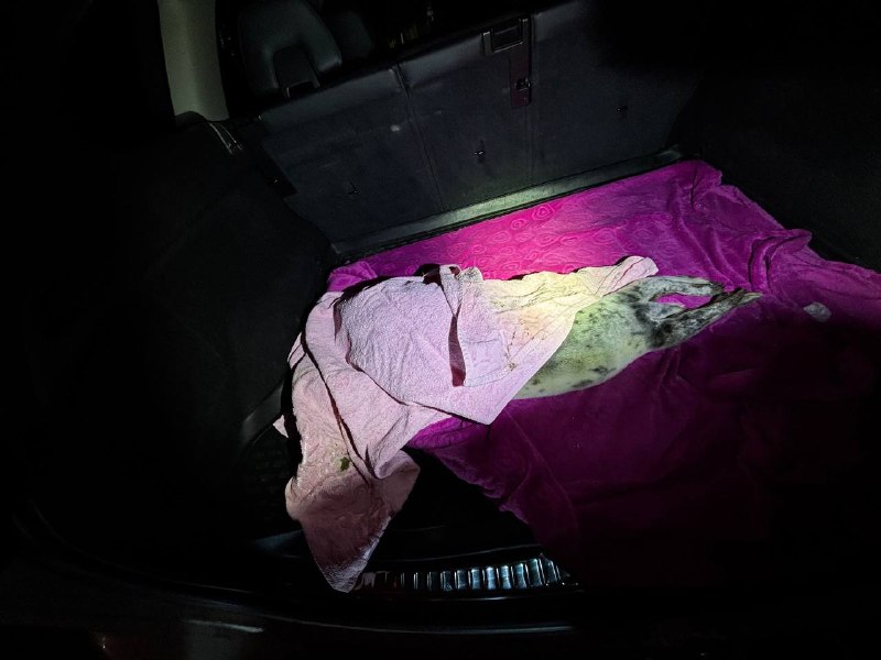 Иллюстрация 4