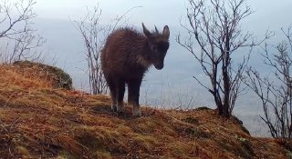 Ученые сняли на видео редчайшего амурского горала