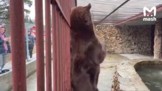 Медведь Степан переехал в новый дом в экопарке «Зюраткуль»