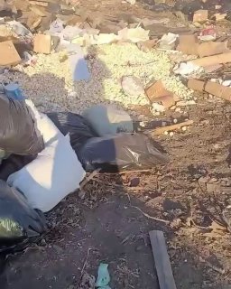 В Казахстане на свалке обнаружили около ста вылупившихся цыплят