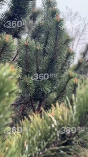 Дожди в Москве и холод в Подмосковье из-за каспийского циклона