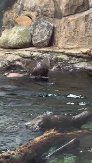 Выдры из «Москвариума» искупались и побежали в норку