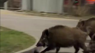 Робот из Польши стал звездой интернета, гоняя кабанов по улицам Варшавы