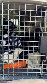 В Северной Осетии спасли медвежонка Дыньку, брошенную в лесу