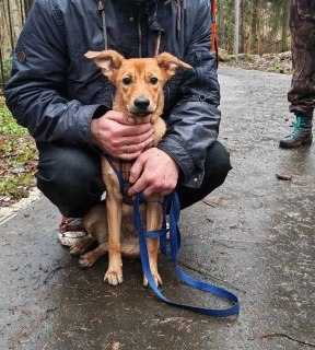 В Москве волонтеры нашли потерявшегося на МКАД щенка