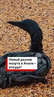 У берегов Анапы обнаружили новый разлив нефти в Черном море