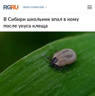 Двое подростков в Сибири впали в тяжелое состояние после укусов клещей