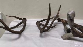 У иностранца во Внуково изъяли 30 кг рогов и черепов марала