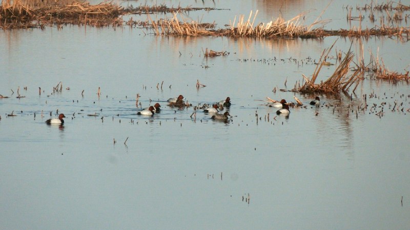 В Петербург вернулись красноголовые нырки