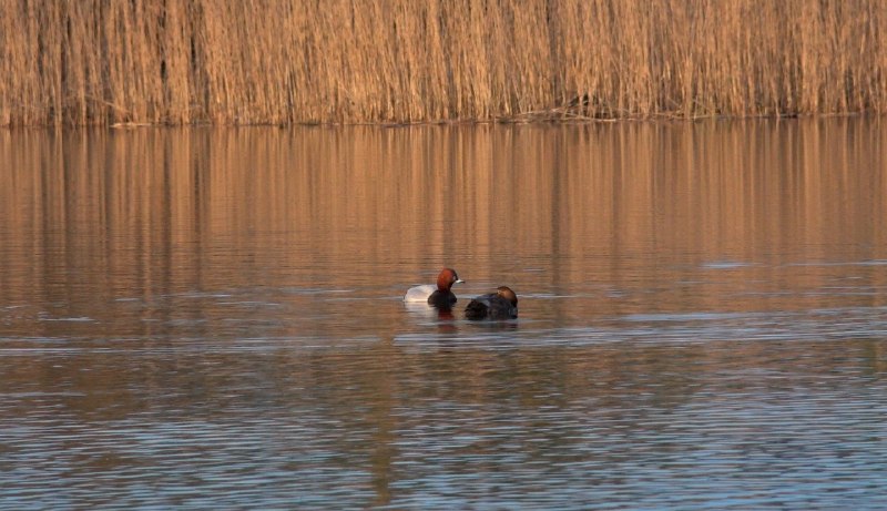 Иллюстрация 2