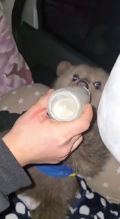 В Северной Осети спасли медвежонка-сироту