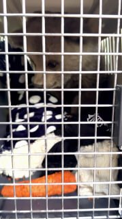 Медведица-сирота Дынька прибыла в Москву для лечения после тяжелой инвазии